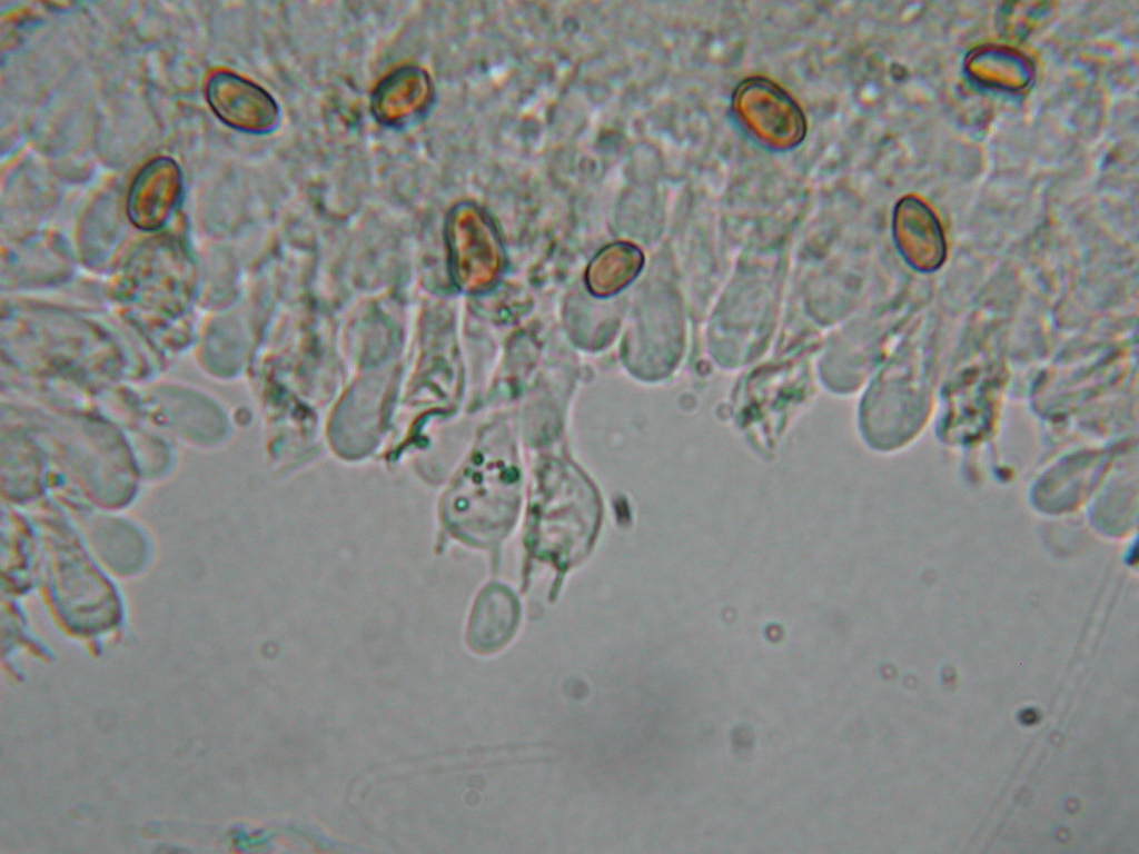 Sotto Alnus glutinosa...(cfr. Inocybe squarrosa)